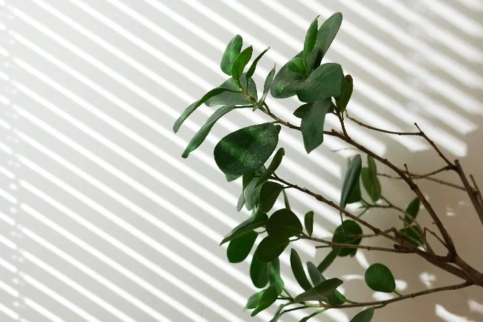 Zimmerpflanze im Sonnenlicht.